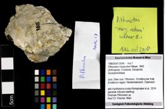 Foto (Objekt + Etiketten) von Pithonoton marginatum (Meyer, 1842) 